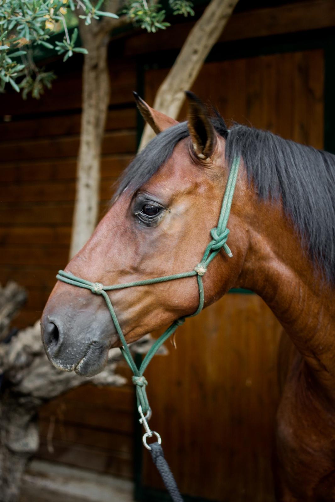 Pura Raza Española Cody (Lagartijo XXXVI) billede 14