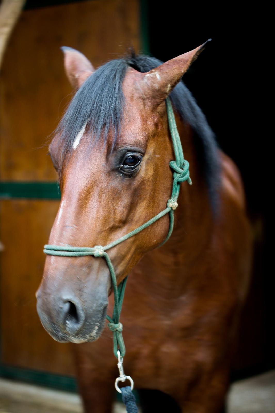Pura Raza Española Cody (Lagartijo XXXVI) billede 11