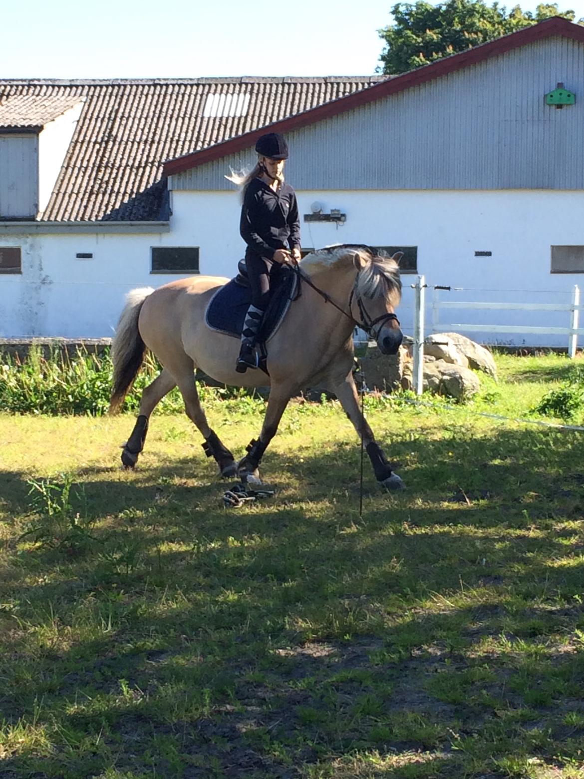 Fjordhest Maj Hedelund billede 12