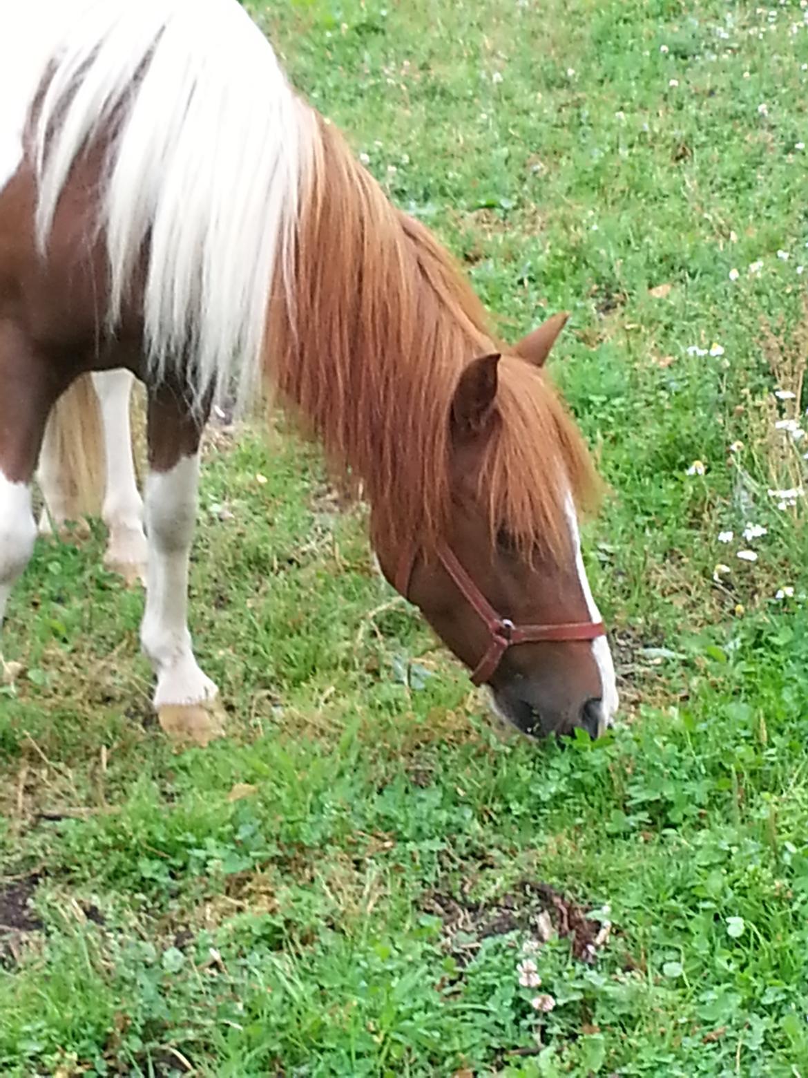 Anden særlig race Picasso´s pippi billede 5