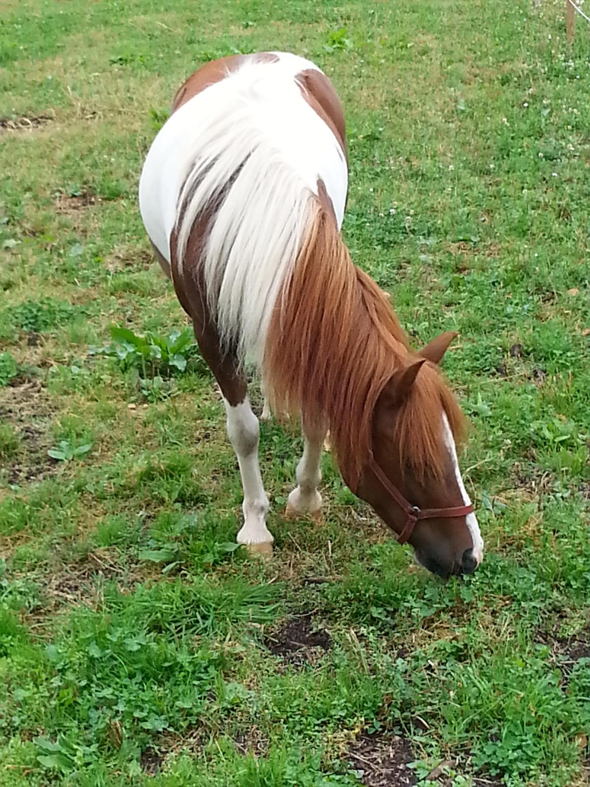 Anden særlig race Picasso´s pippi billede 6