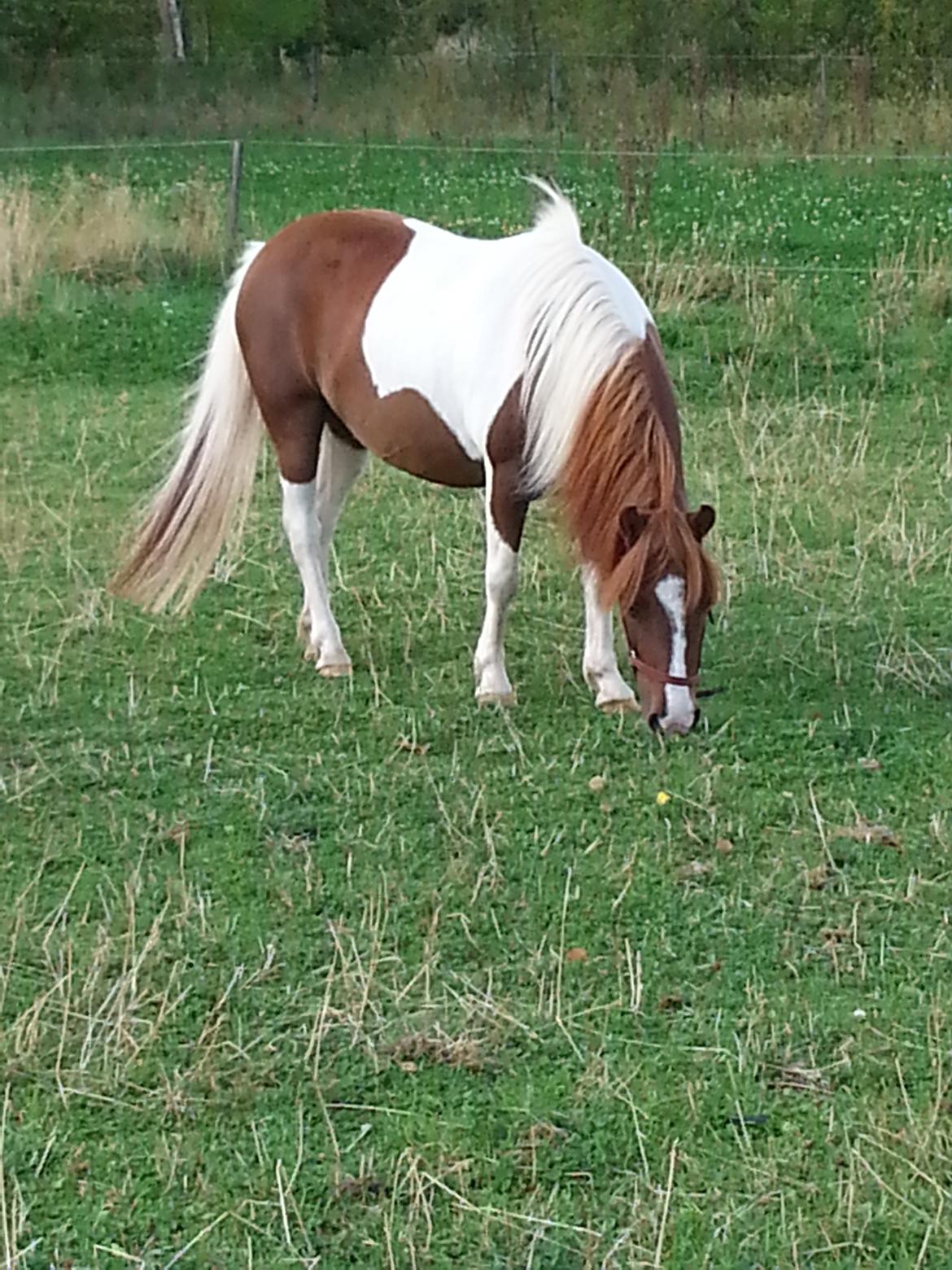 Anden særlig race Picasso´s pippi billede 2
