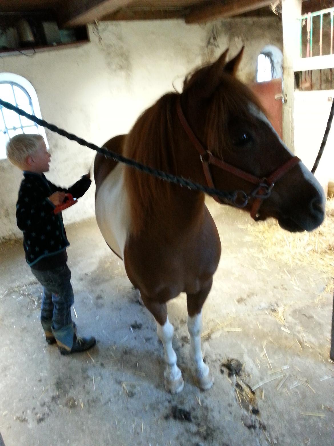 Anden særlig race Picasso´s pippi billede 3