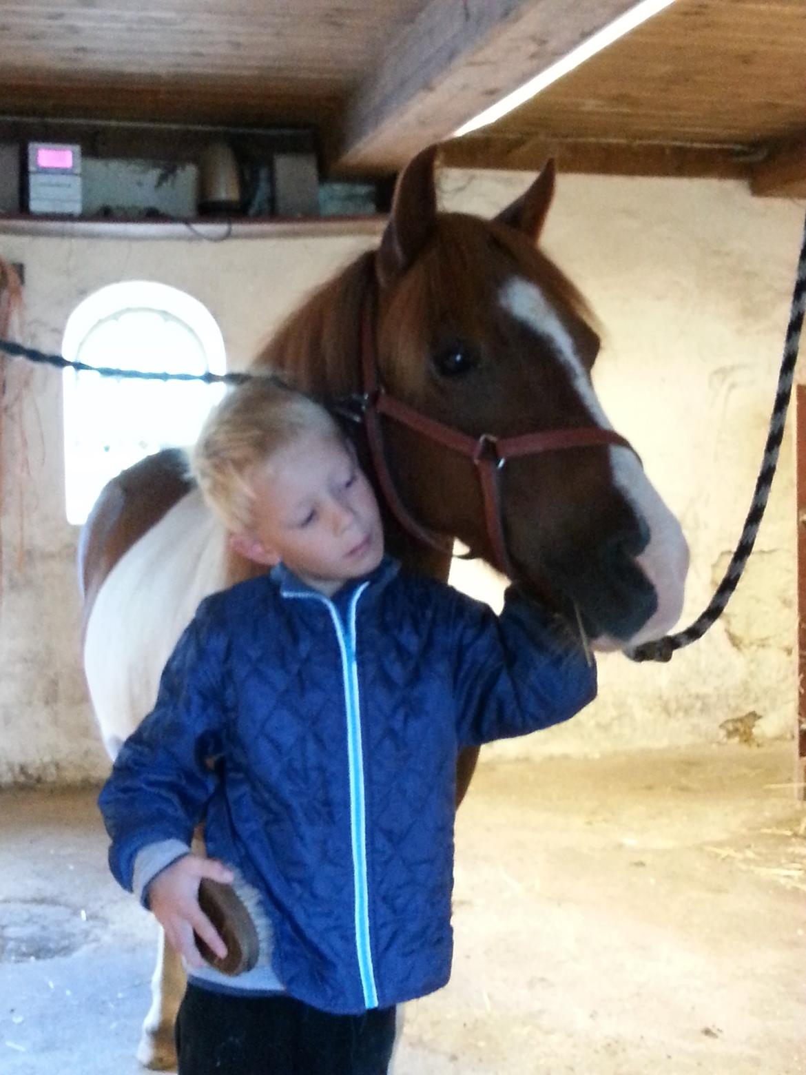 Anden særlig race Picasso´s pippi billede 4