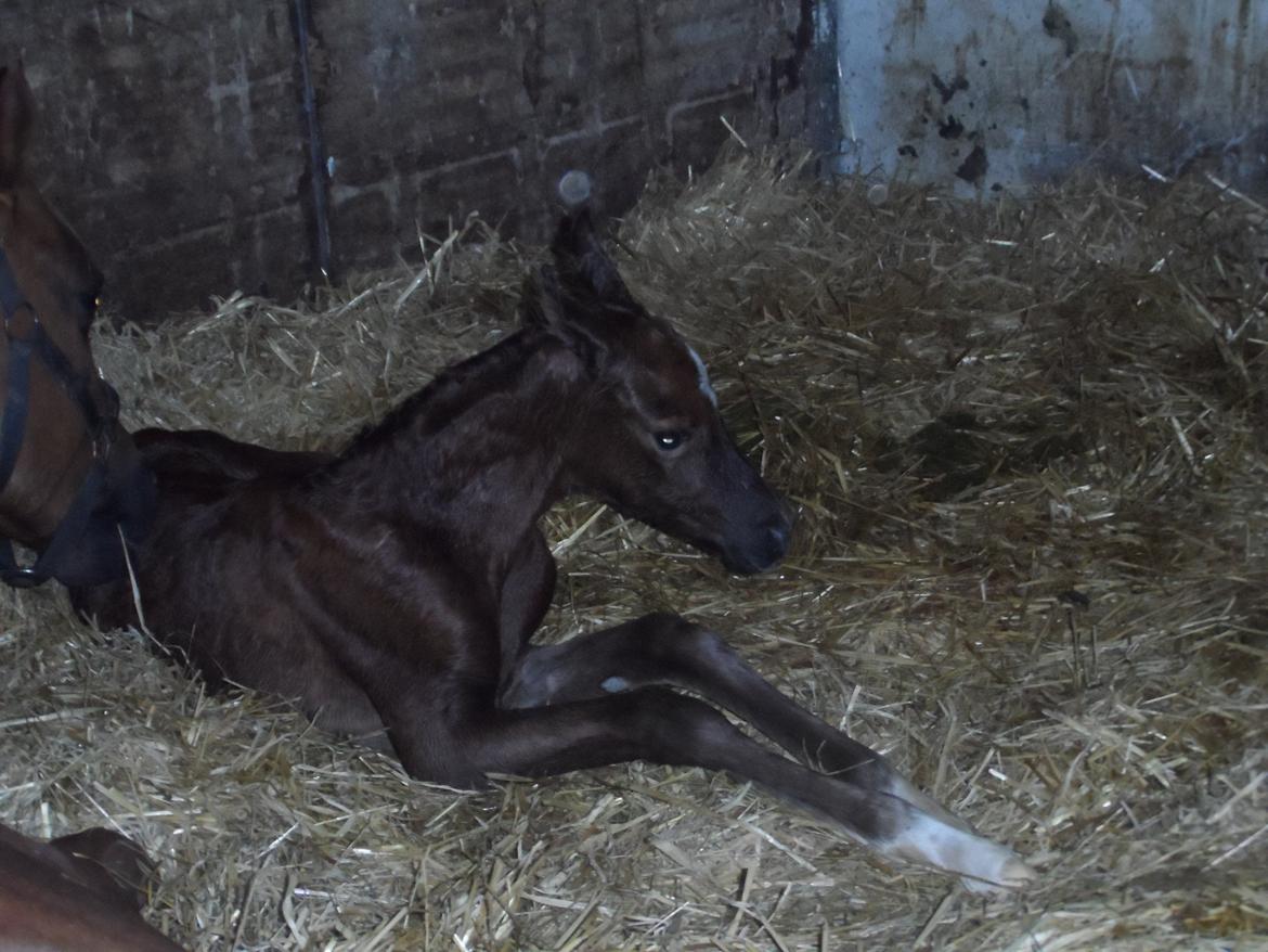 DSP Suna's miss paradise billede 2