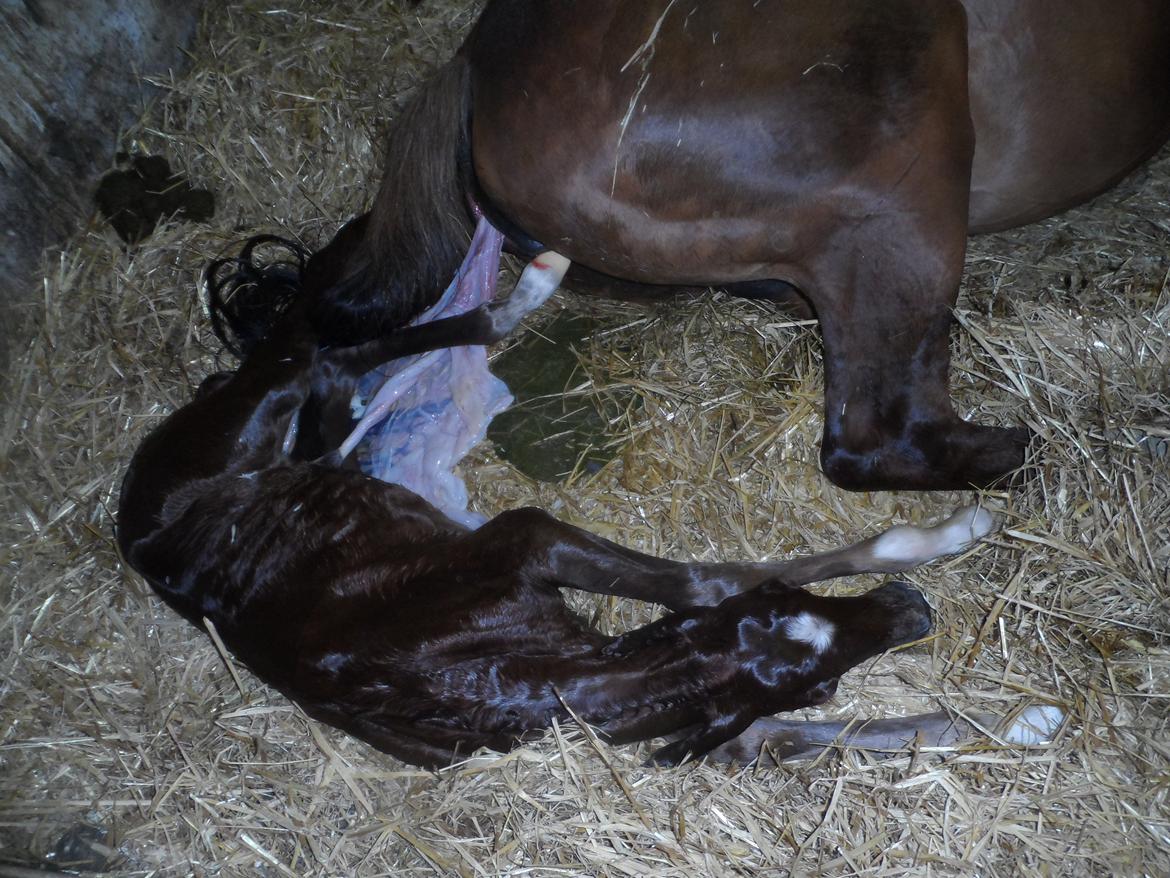 DSP Suna's miss paradise billede 1