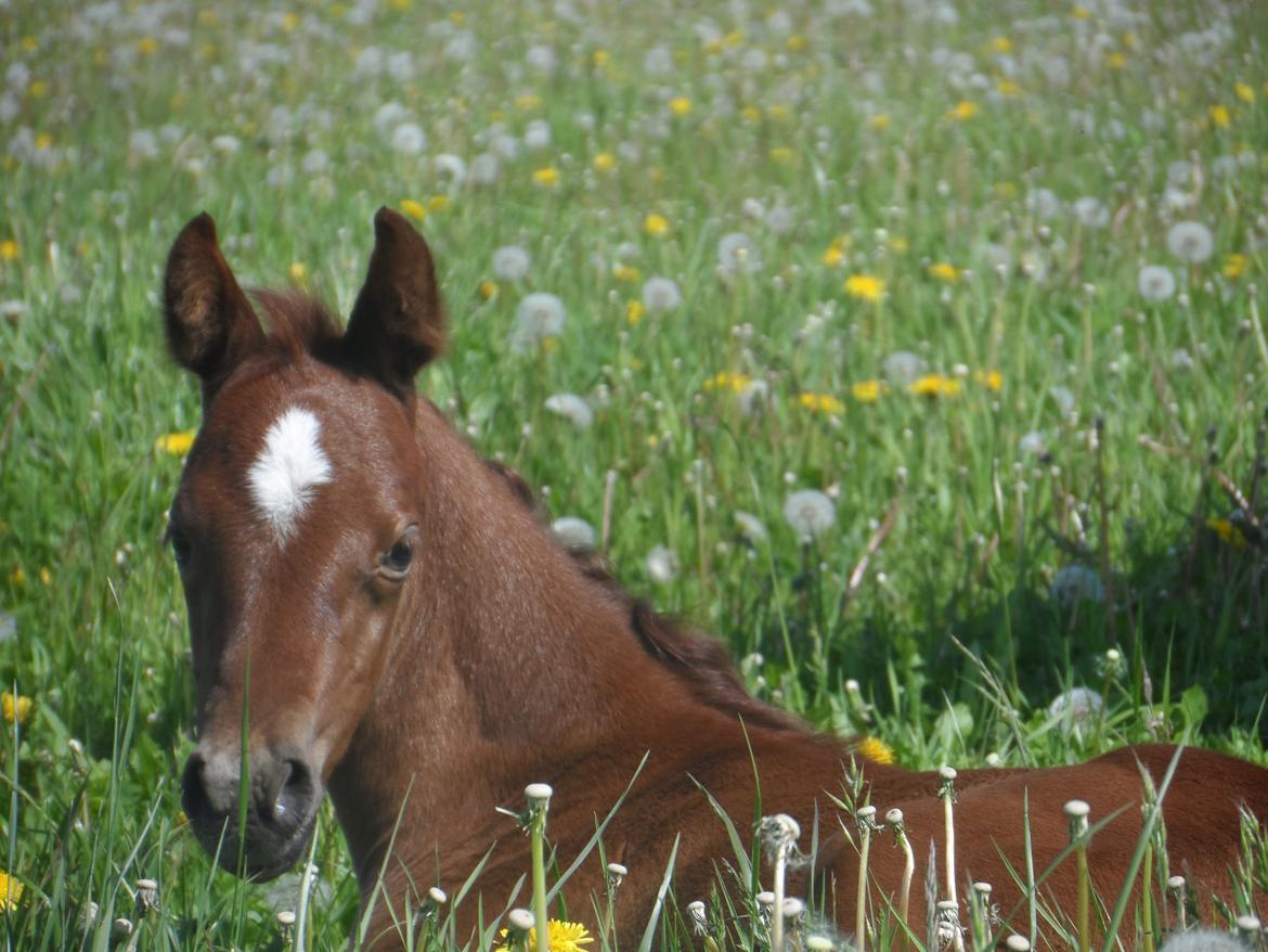 DSP Suna's miss paradise billede 6