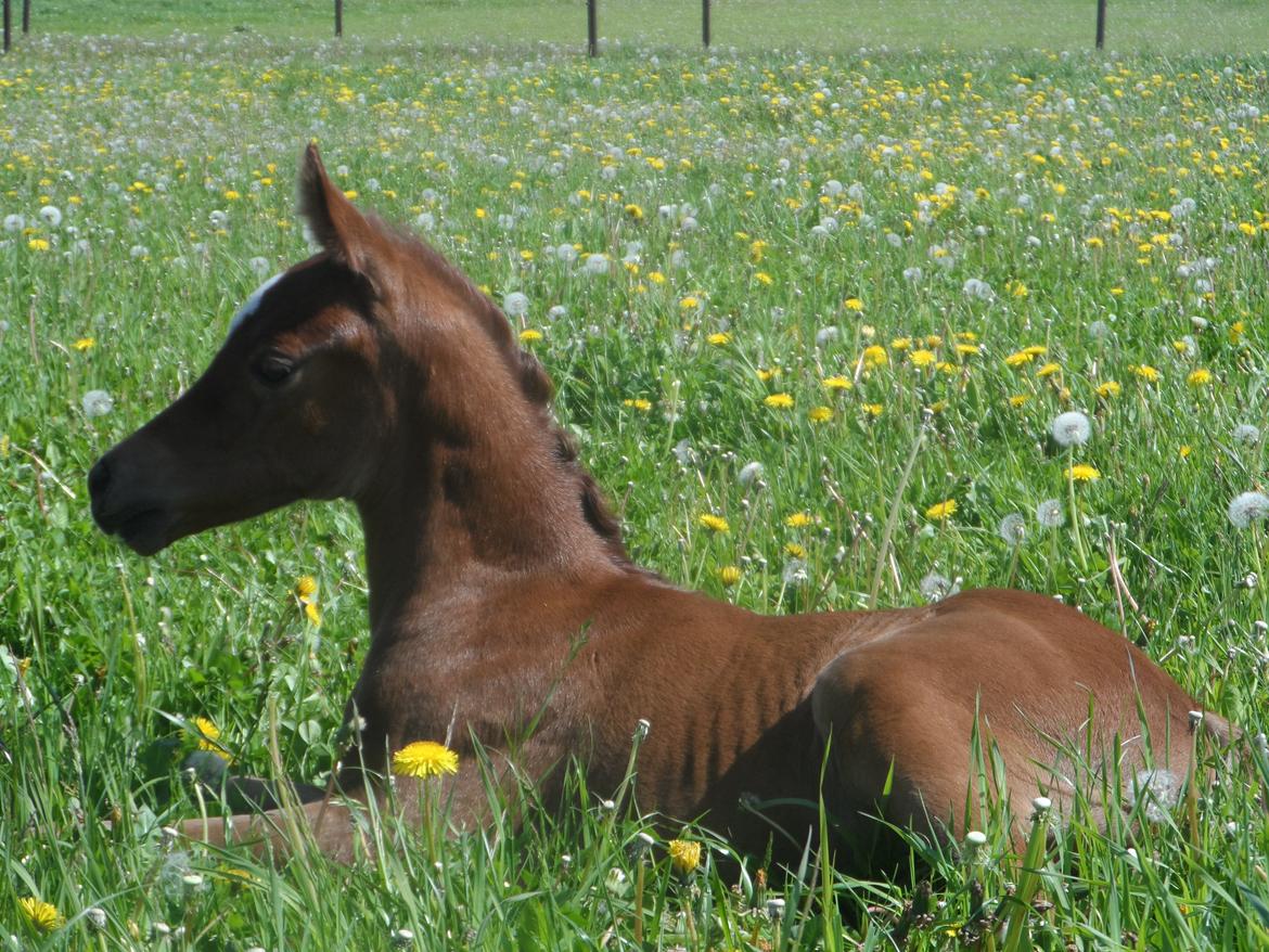 DSP Suna's miss paradise billede 7