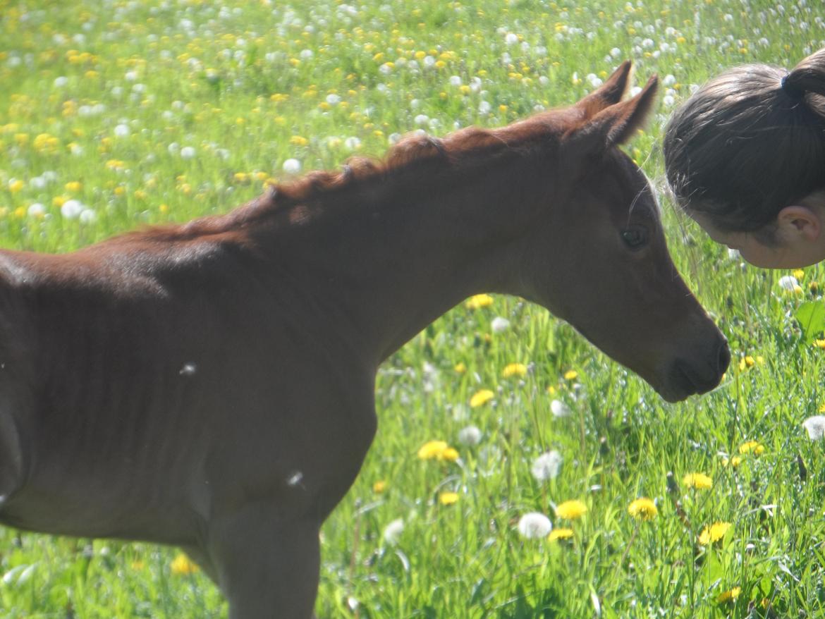 DSP Suna's miss paradise billede 8