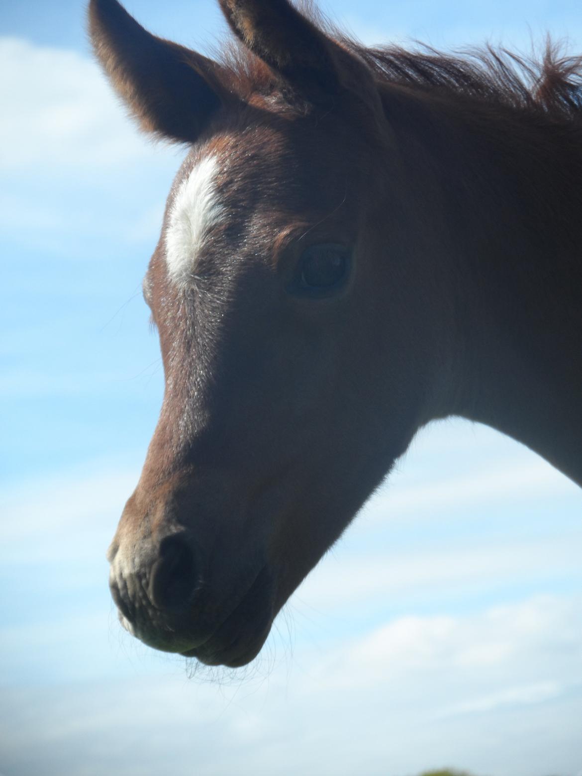 DSP Suna's miss paradise billede 9