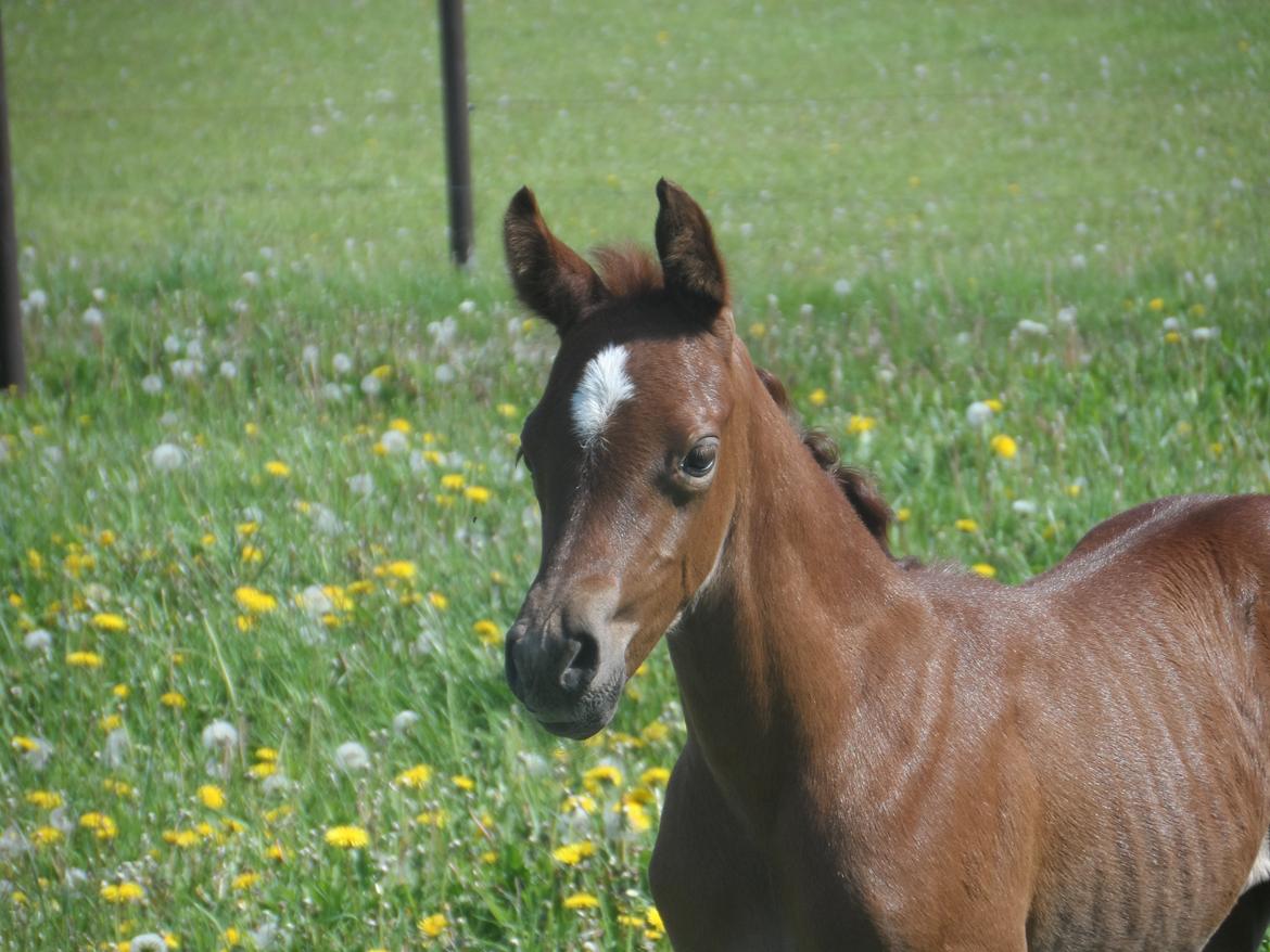 DSP Suna's miss paradise billede 10