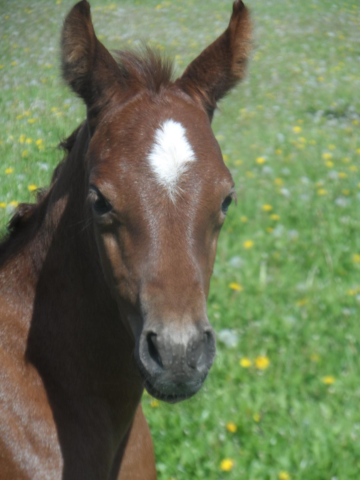 DSP Suna's miss paradise billede 11