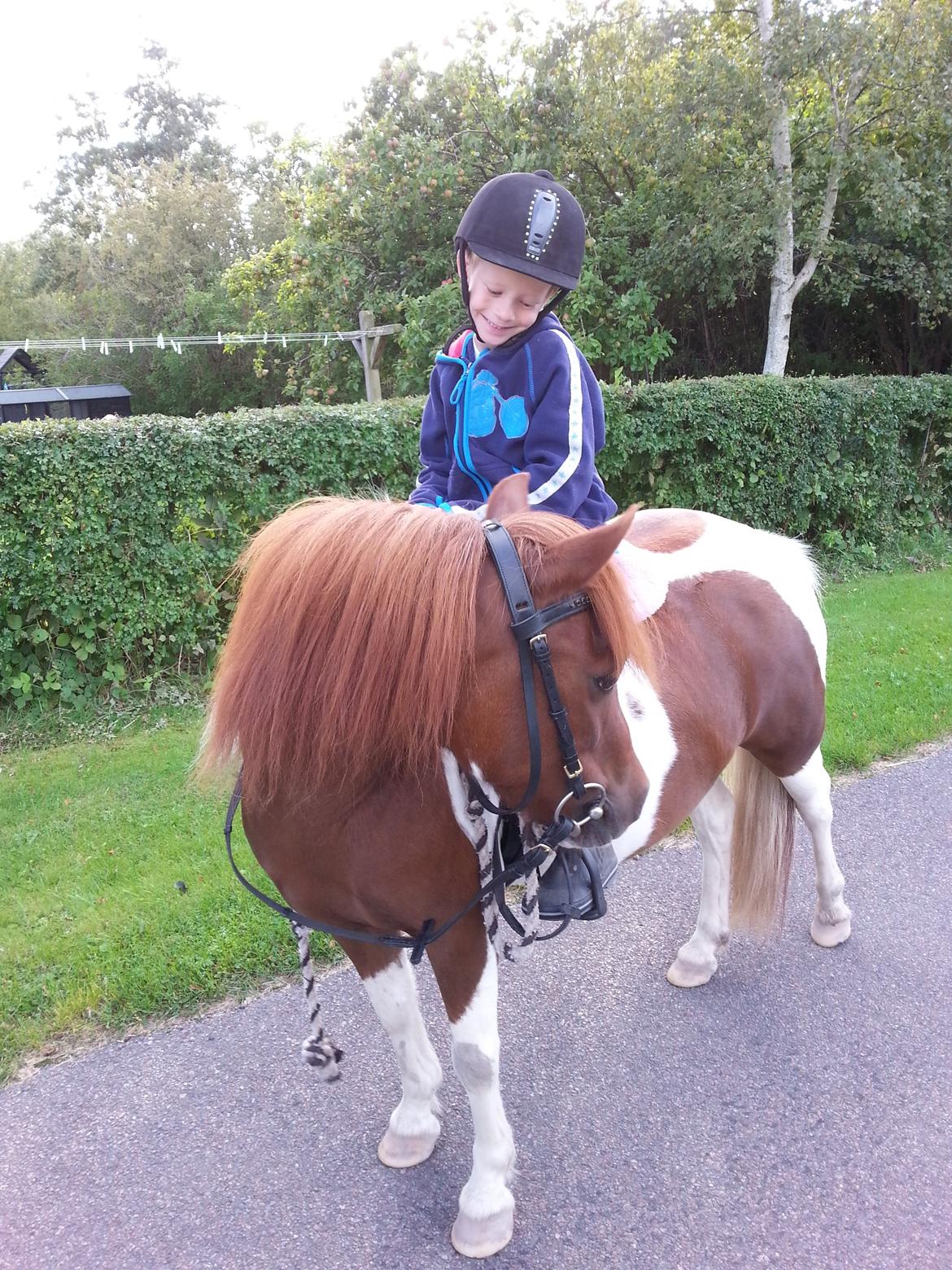 Anden særlig race Picasso´s pippi billede 1