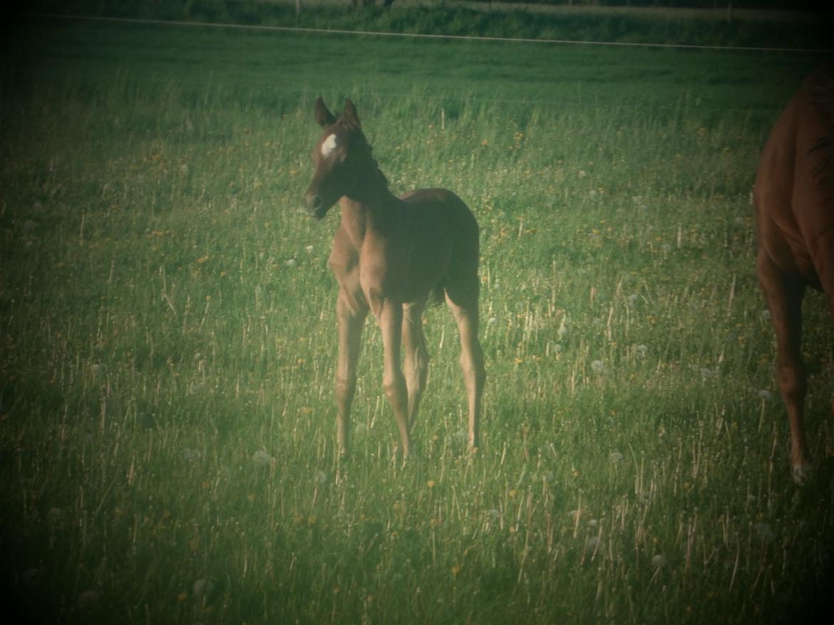 DSP Suna's miss paradise billede 12