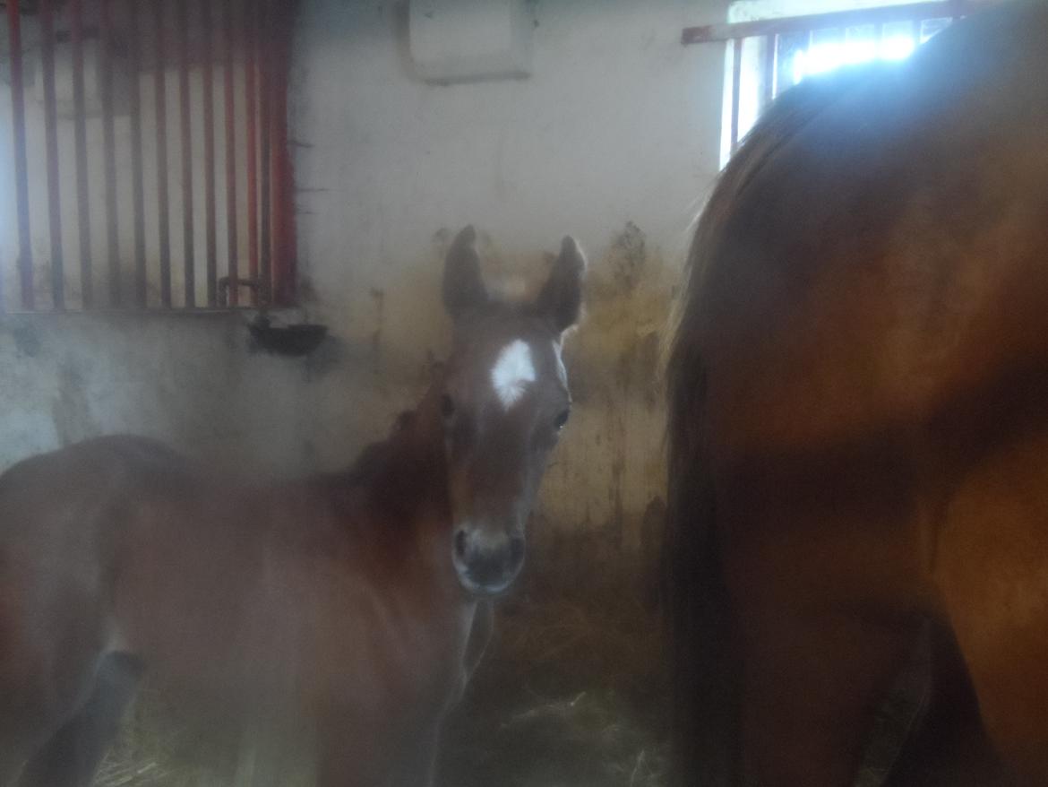 DSP Suna's miss paradise billede 5