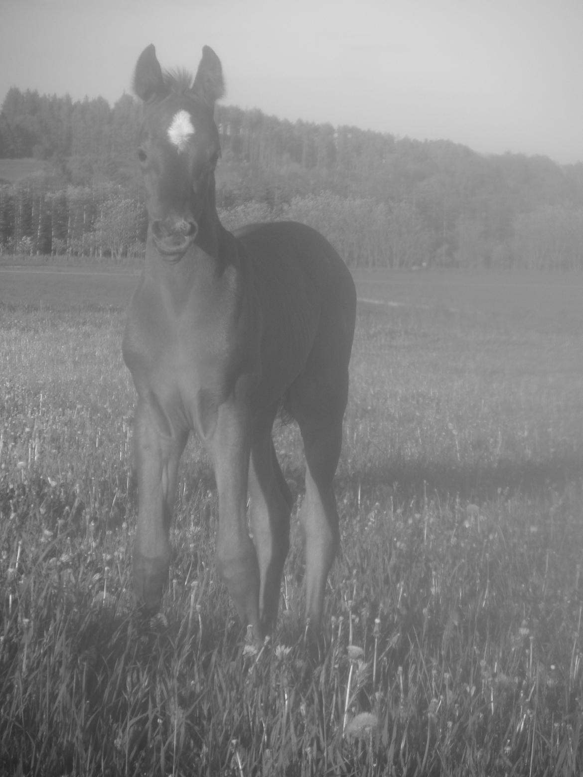 DSP Suna's miss paradise billede 13