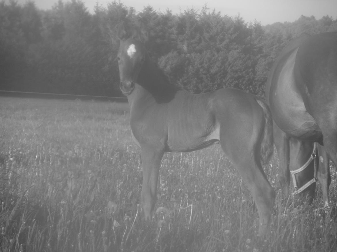 DSP Suna's miss paradise billede 14