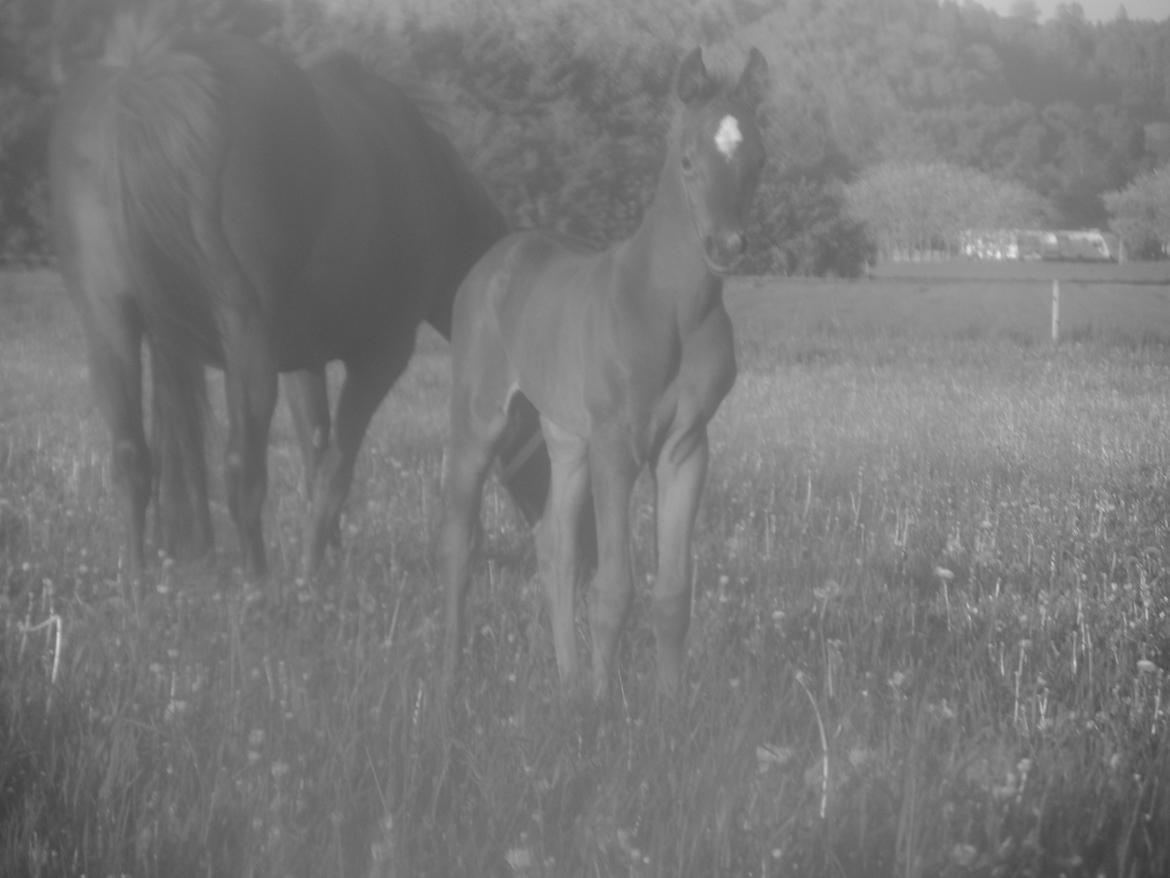 DSP Suna's miss paradise billede 15