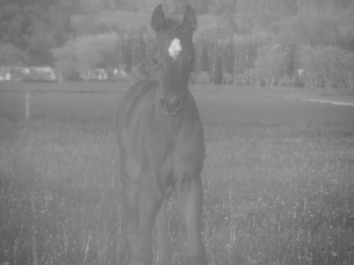 DSP Suna's miss paradise billede 16