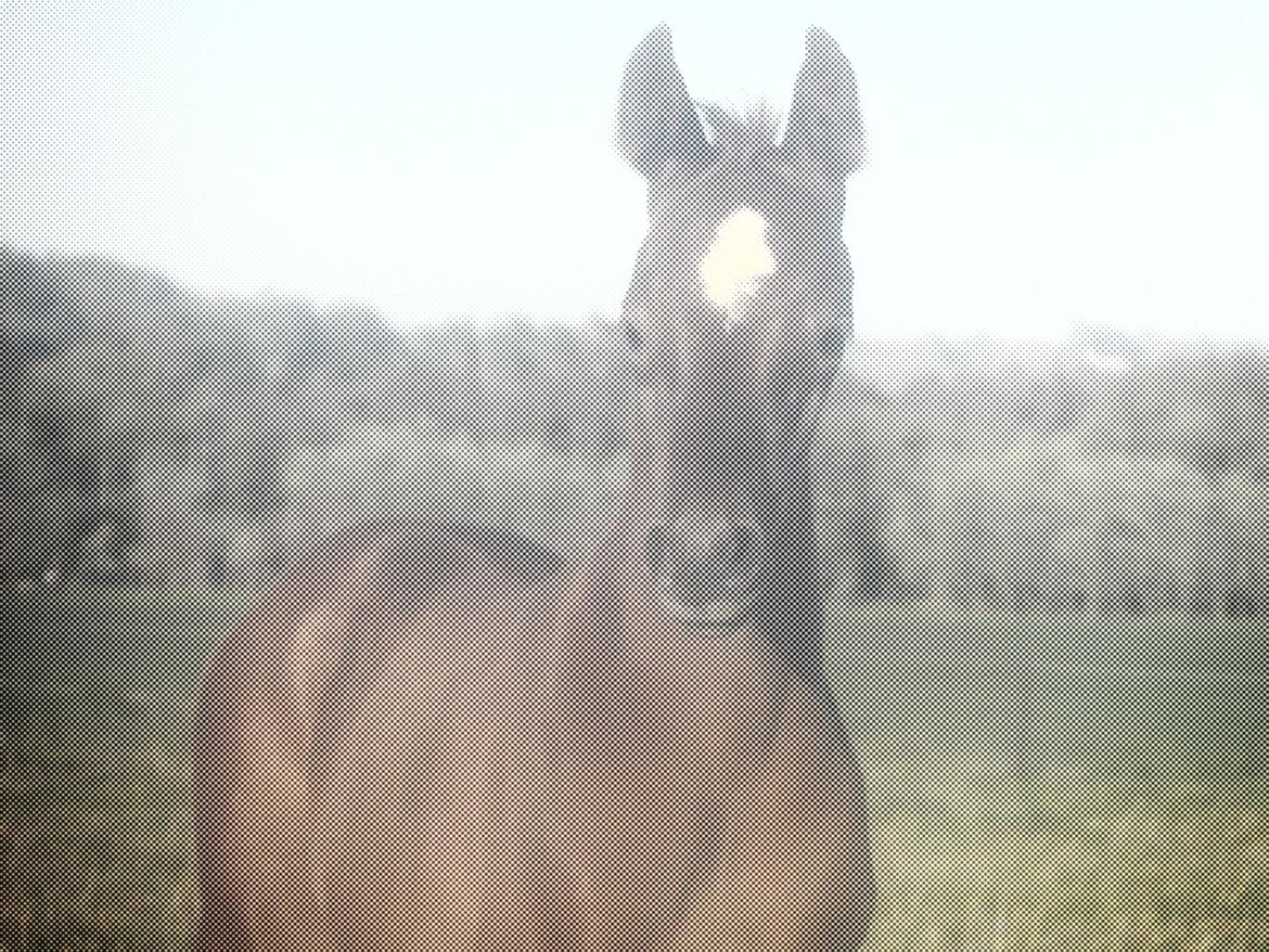 DSP Suna's miss paradise billede 17