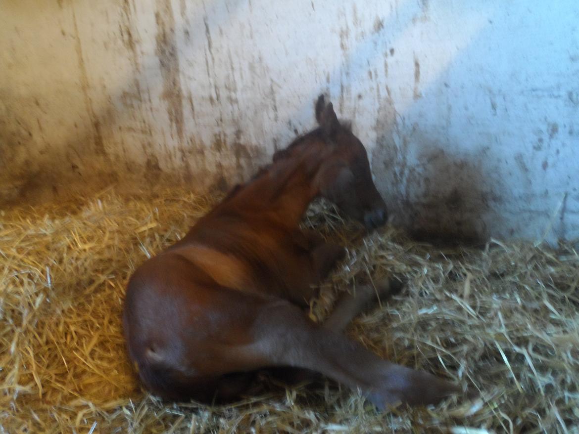 DSP Suna's miss paradise billede 4