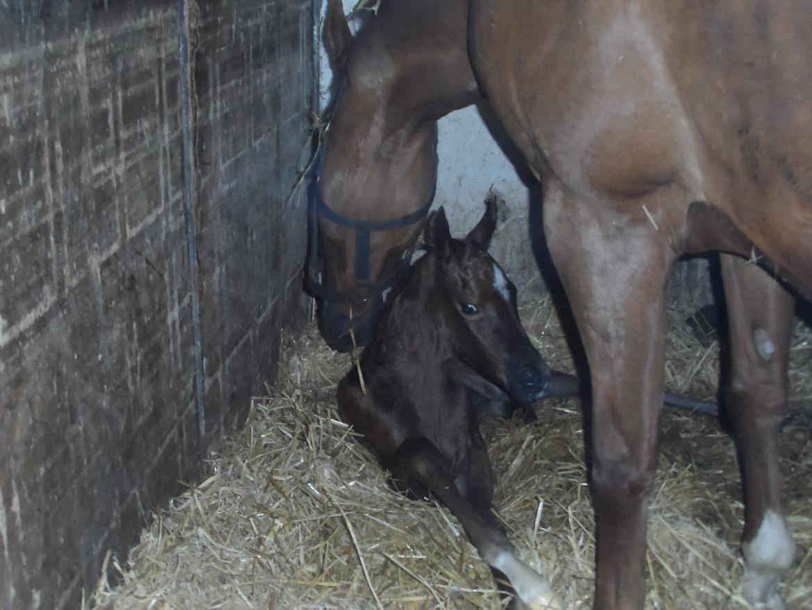 DSP Suna's miss paradise billede 3