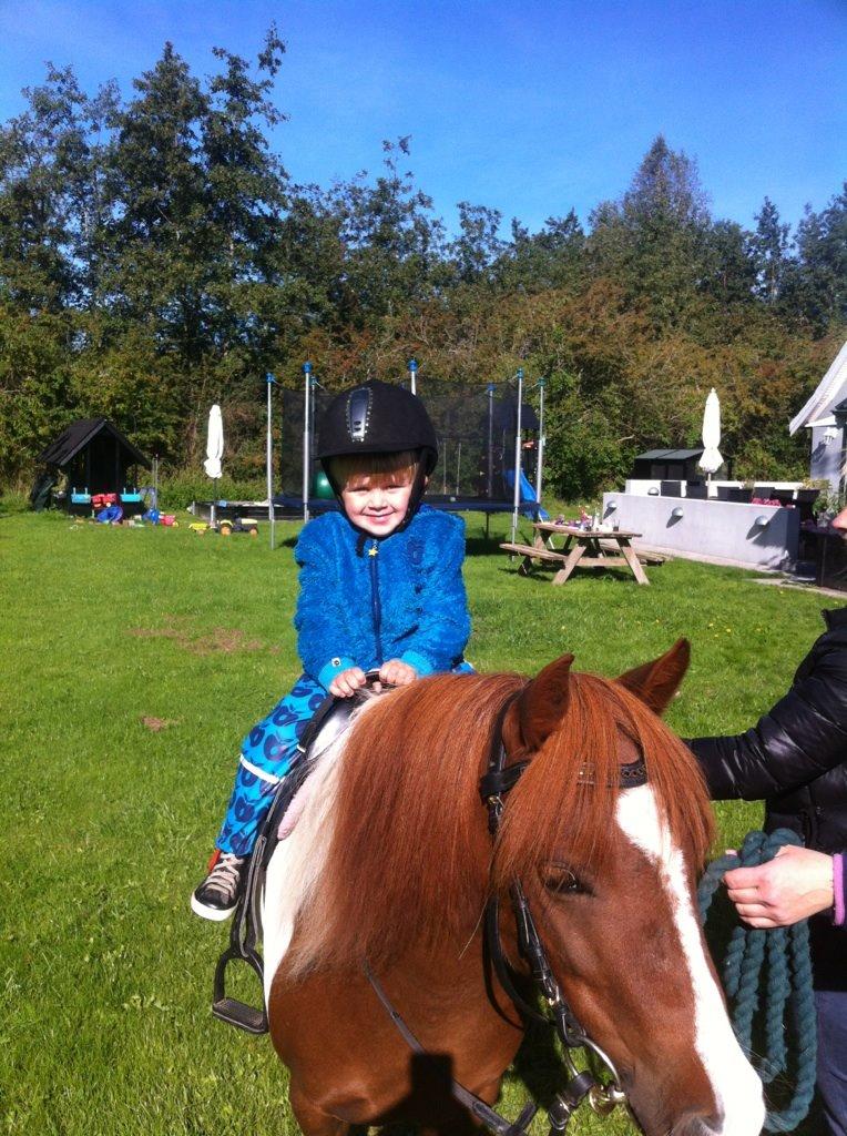 Anden særlig race Picasso´s pippi billede 7