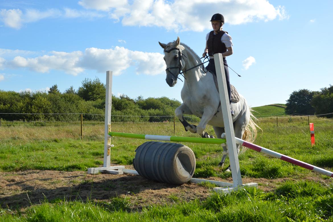 Arabisk fuldblod (OX) Wathana - When I'm away
I will remember how you kissed me billede 19