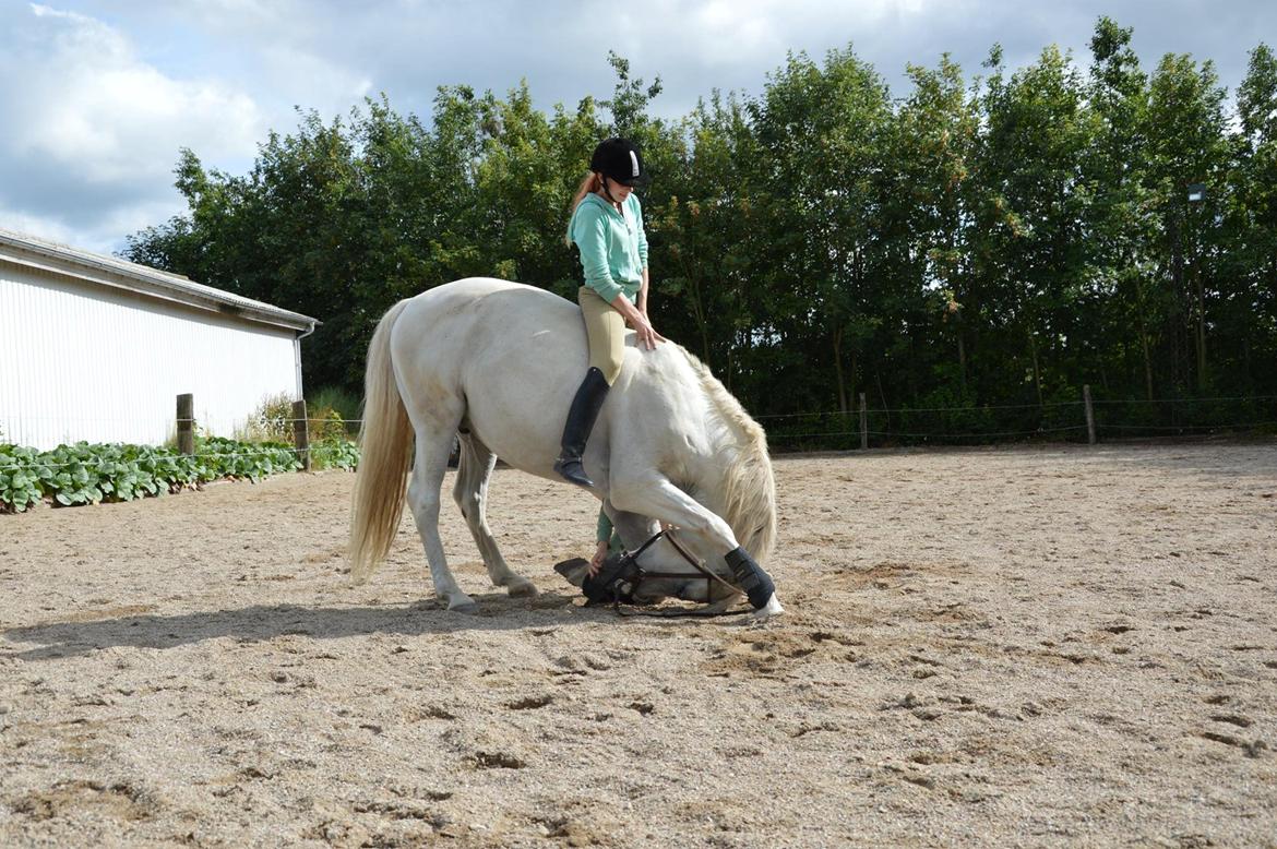 Arabisk fuldblod (OX) Wathana - Next to your heartbeat
Where I should be
Keep it deep within your soul billede 1