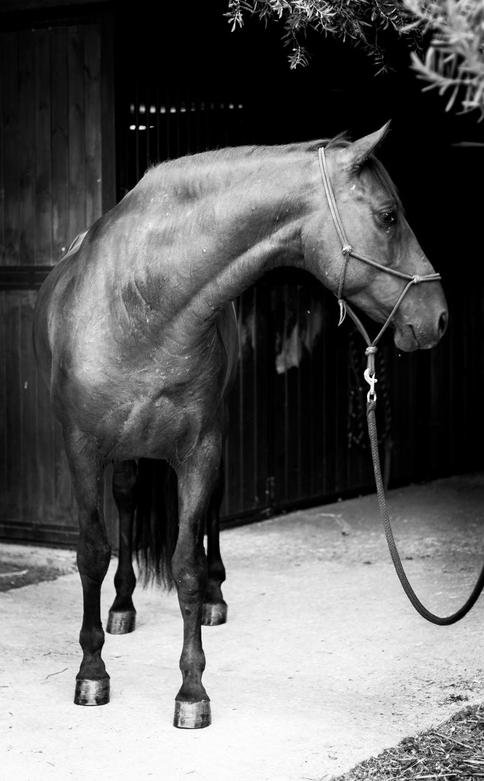 Pura Raza Española Cody (Lagartijo XXXVI) billede 3