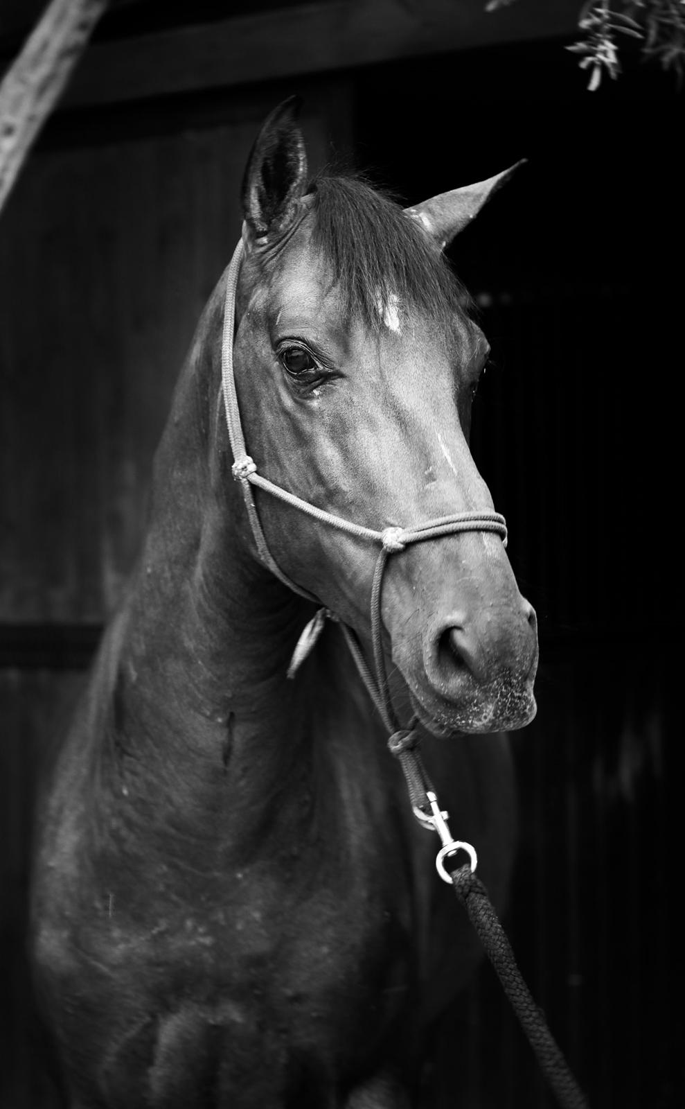 Pura Raza Española Cody (Lagartijo XXXVI) billede 6