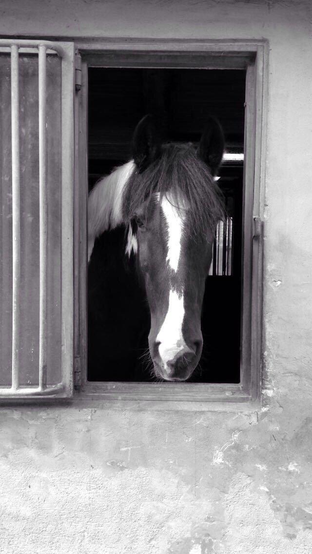 Tinker Charmer billede 15