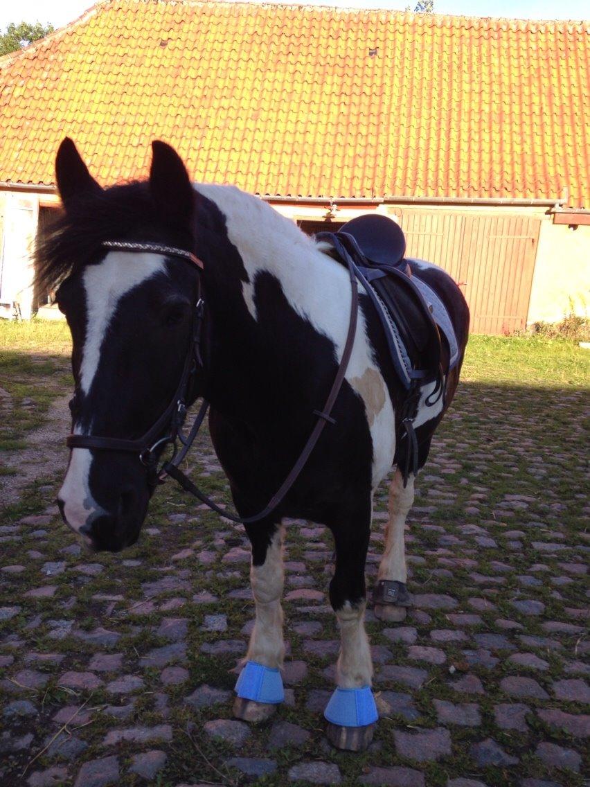 Tinker Charmer billede 16