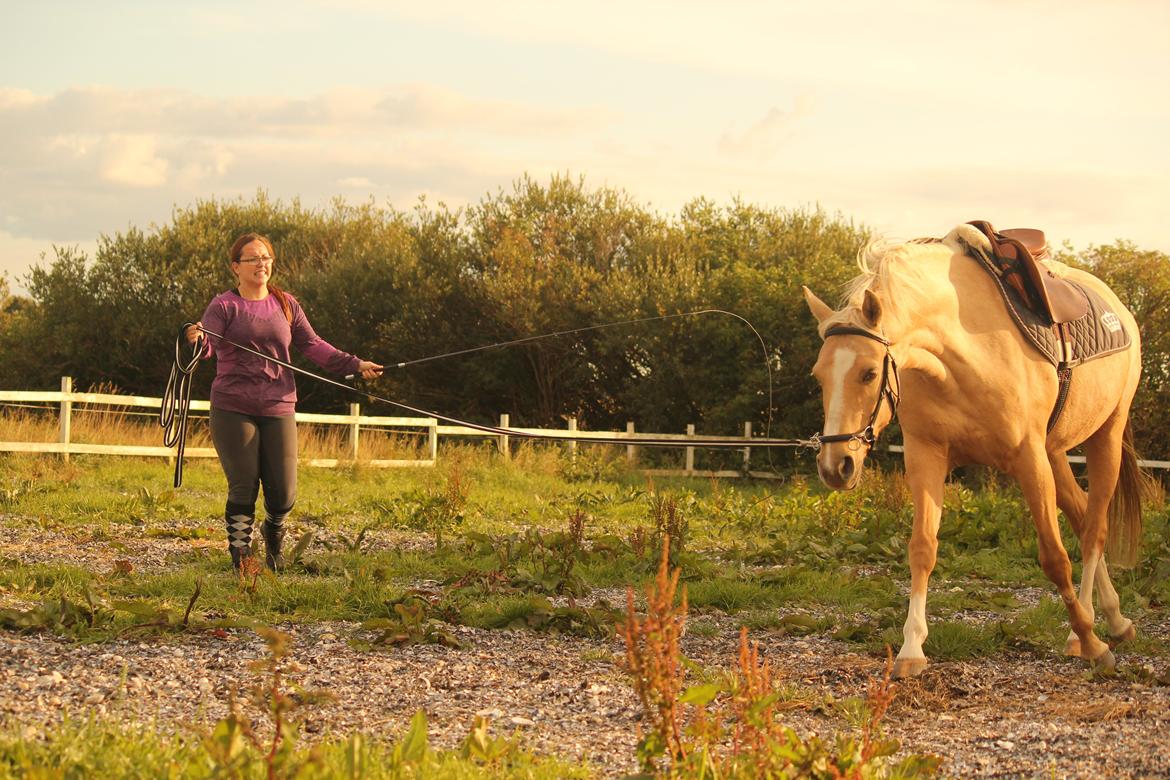Palomino Kvolsbæk's Exclusive Enya - Longering [Fotograf: Jeanette] billede 14