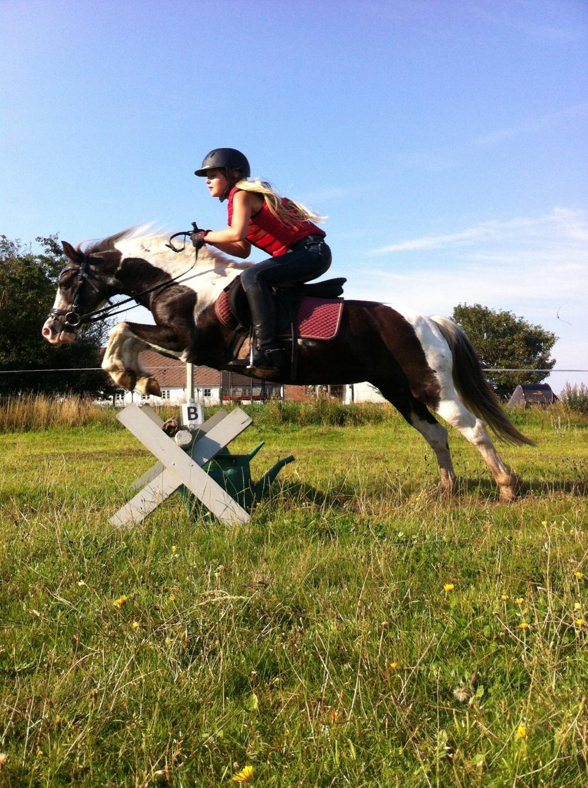 Pinto Blade  (låne pony) billede 1