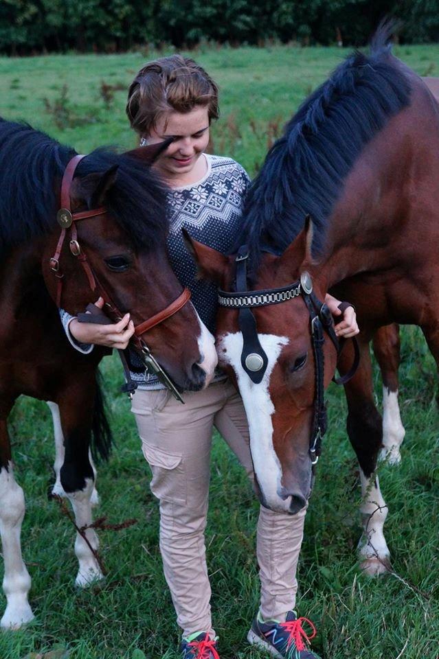 Pinto /Islænder   Futte - August 2014 billede 1