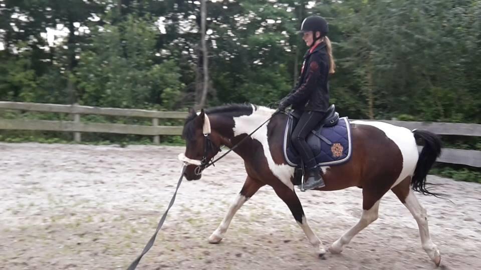 Pinto /Islænder   Futte - Simone (Futte's part) i September 2015 billede 2