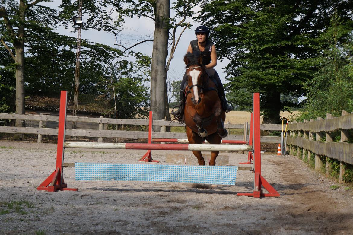 Dansk Varmblod Gade Drengen - August 2015 billede 10