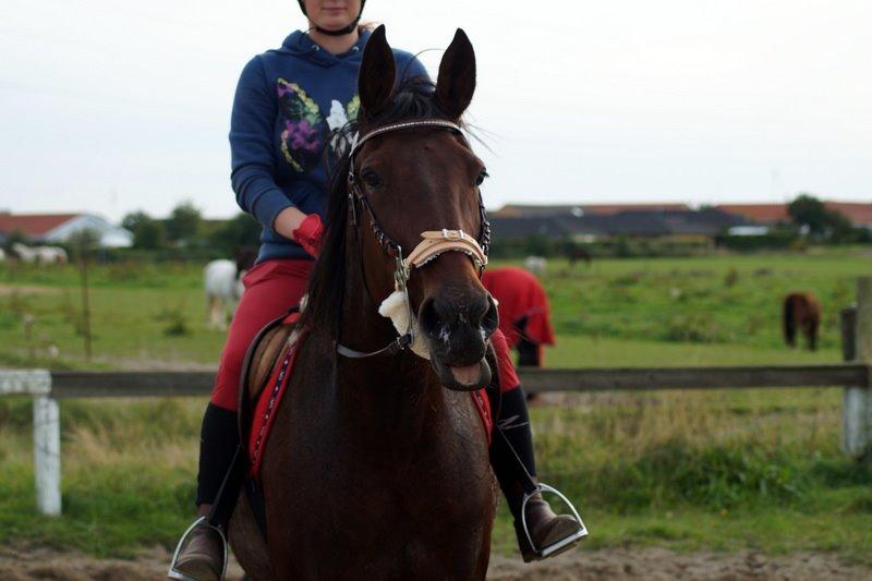 Traver Donna (prima Donna) billede 40