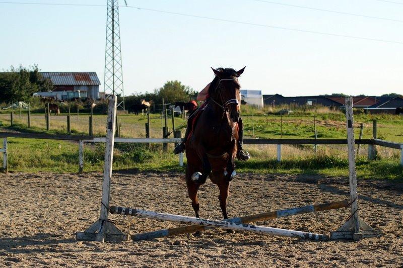 Traver Donna (prima Donna) billede 20