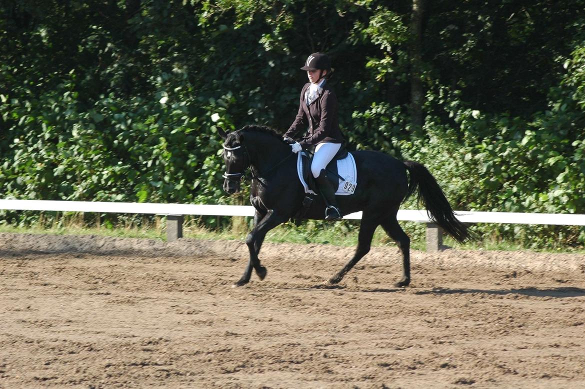 New Forest Remontes Sweet Swing (solgt) billede 13