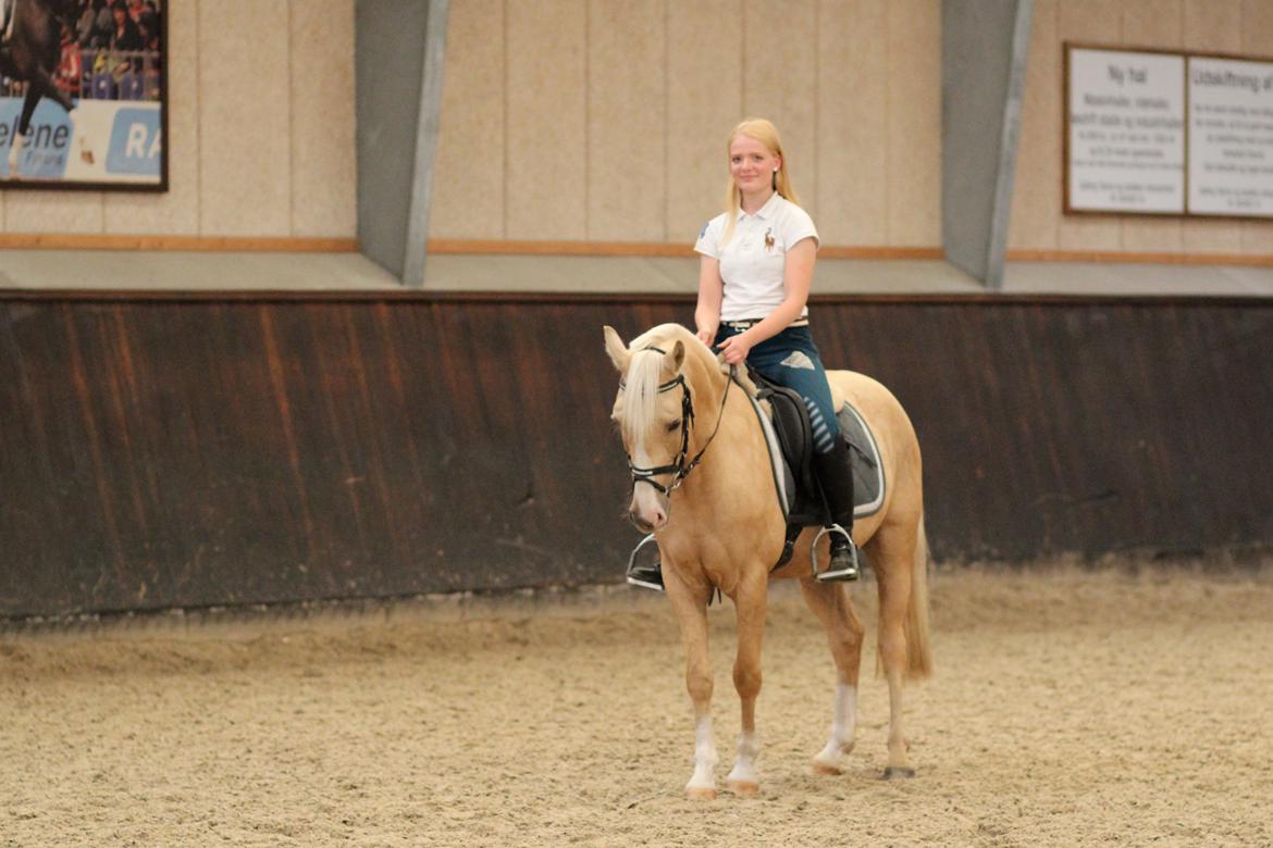 Palomino Asterix billede 19