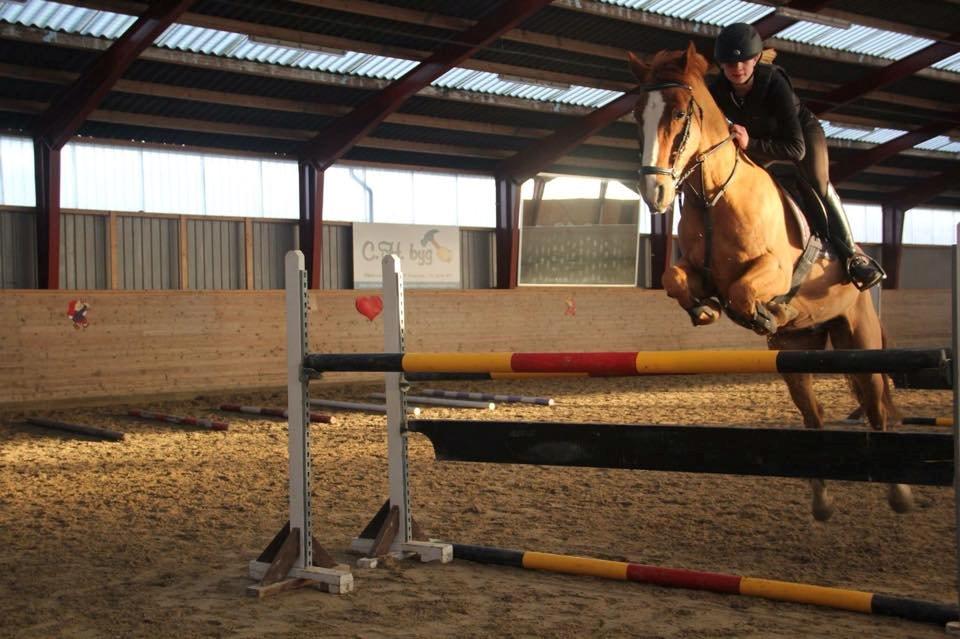 DSP Lintrupgaards spirit - 130 o.O billede 6