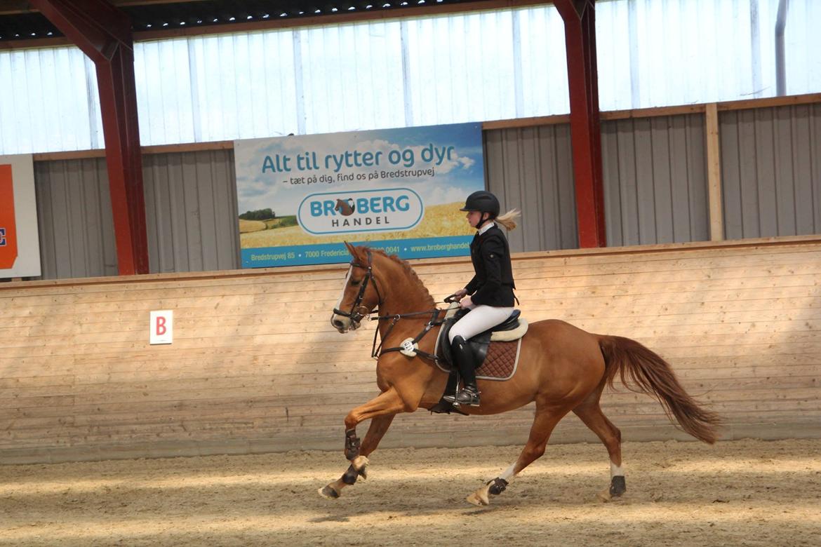 DSP Lintrupgaards spirit - Maj 2015. billede 10