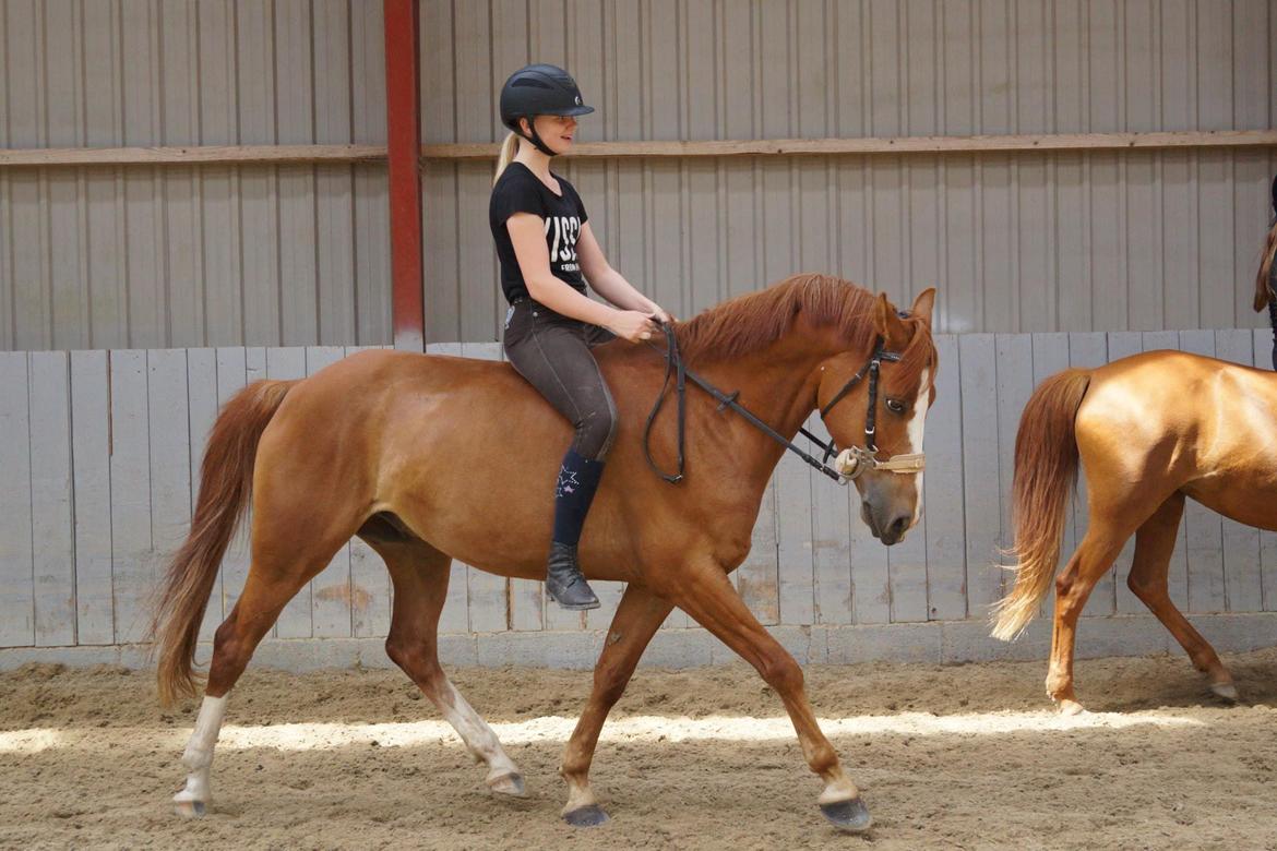 DSP Lintrupgaards spirit billede 13