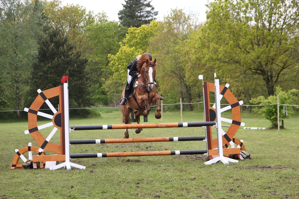 DSP Lintrupgaards spirit - Brande maj 2015 billede 14