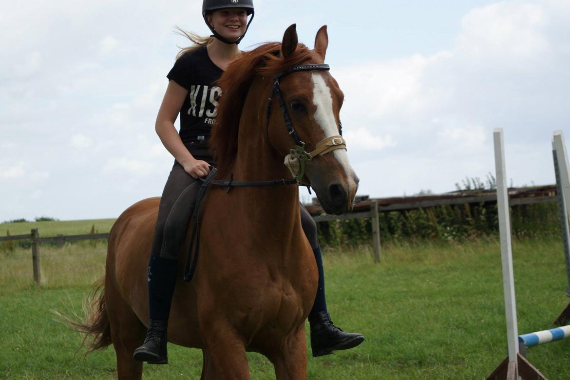 DSP Lintrupgaards spirit - ,,Det er sjønhed som fanger din opmærksomhed, men personlighed der vinder dit hjerte." billede 20