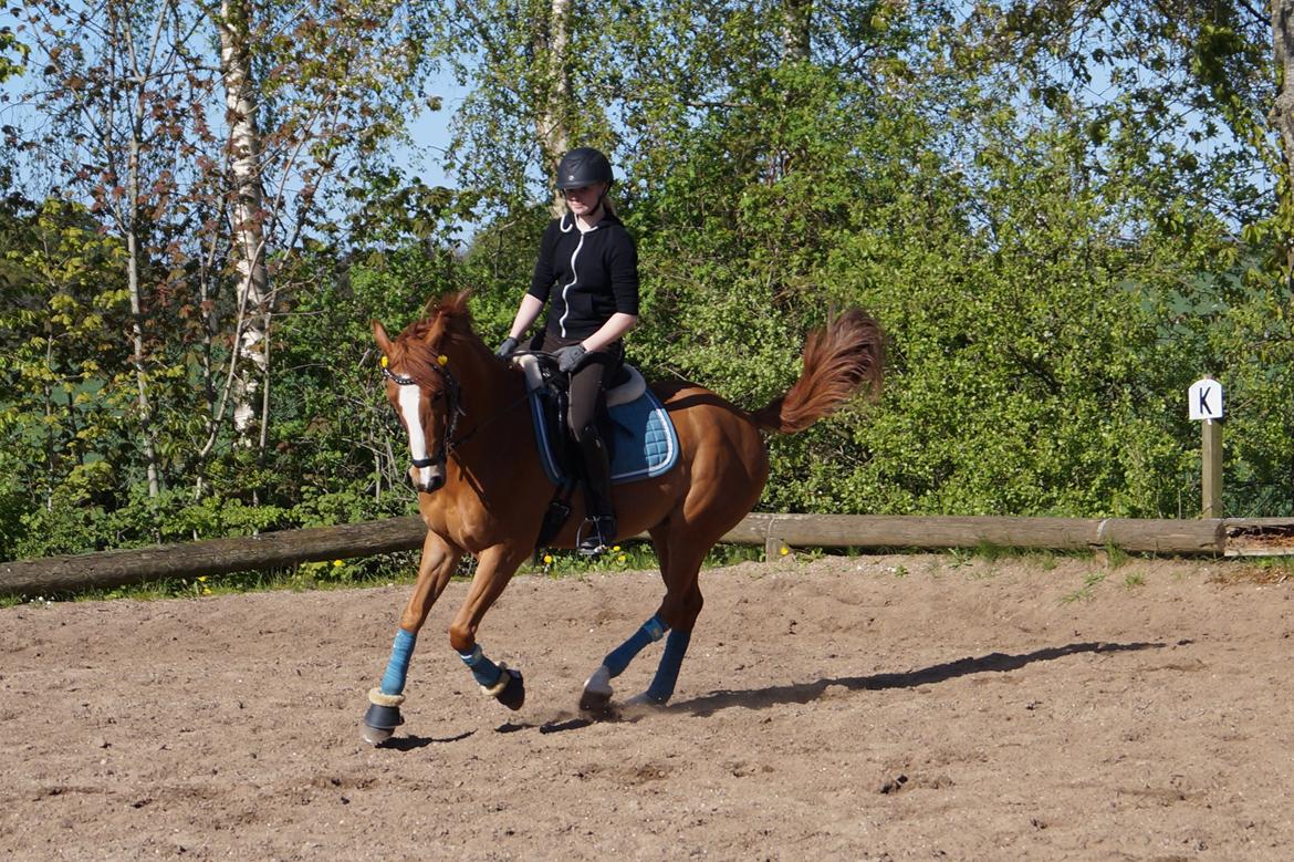 DSP Lintrupgaards spirit - Dressurtræning maj 2015 billede 19