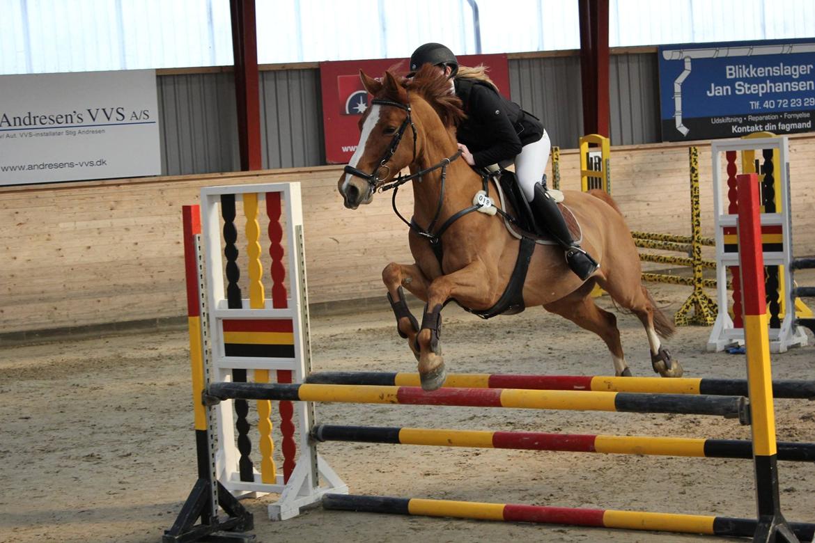 DSP Lintrupgaards spirit - April 2015 billede 2