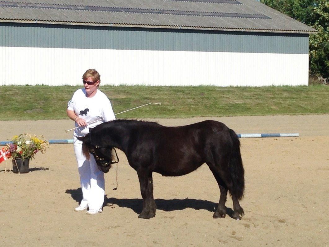 Shetlænder Sønderskovs fresia (tidl. hest) billede 5